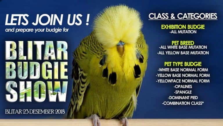 Blitar Budgie Show