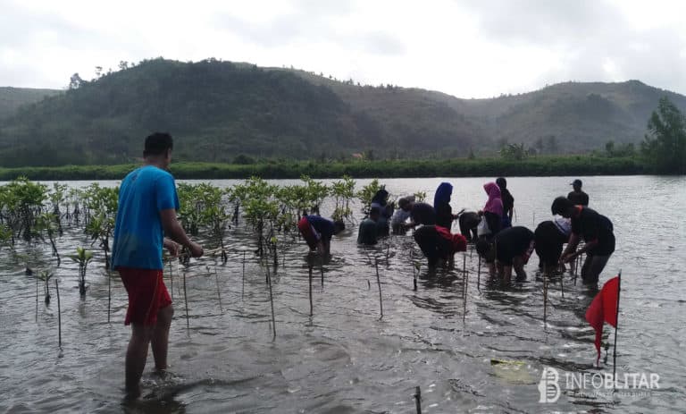 Menanam mangrove bareng di Pantai Pasur. Dokumentasi oleh Geber Film