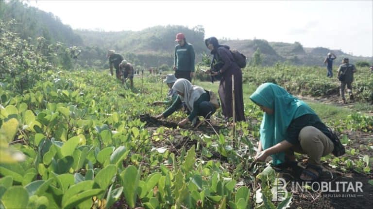 Penanaman Pohon di Muara Sungai Pantai Pasur