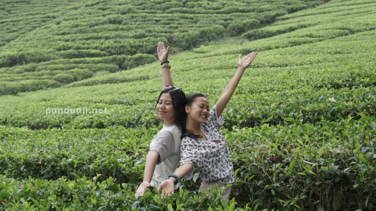 Perkebunan Teh Sirah Kencong Blitar