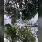 Pemandangan hutan dan langit mendung di wilayah Kabupaten Blitar