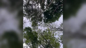 Pemandangan hutan dan langit mendung di wilayah Kabupaten Blitar