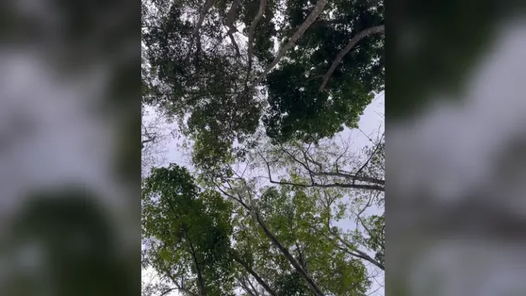 Pemandangan hutan dan langit mendung di wilayah Kabupaten Blitar